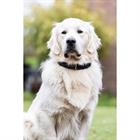 Hundehalsband HGWave Leder HORSEGEAR Schwarz