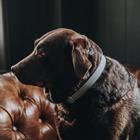 Hundehalsband Loop Kentucky Grau