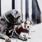 Hundehalsband Loop Kentucky Grau