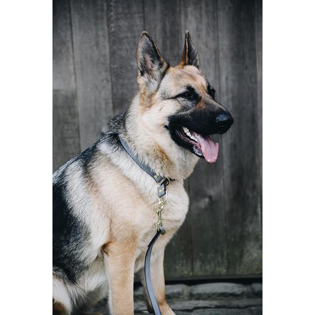 Hundehalsband Loop Kentucky Grau
