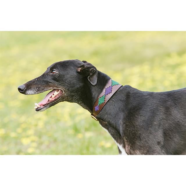 Hundehalsband Lurcher WeatherBeeta Sonstige