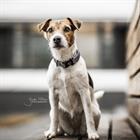 Hundehalsband Reflective Kentucky Grau