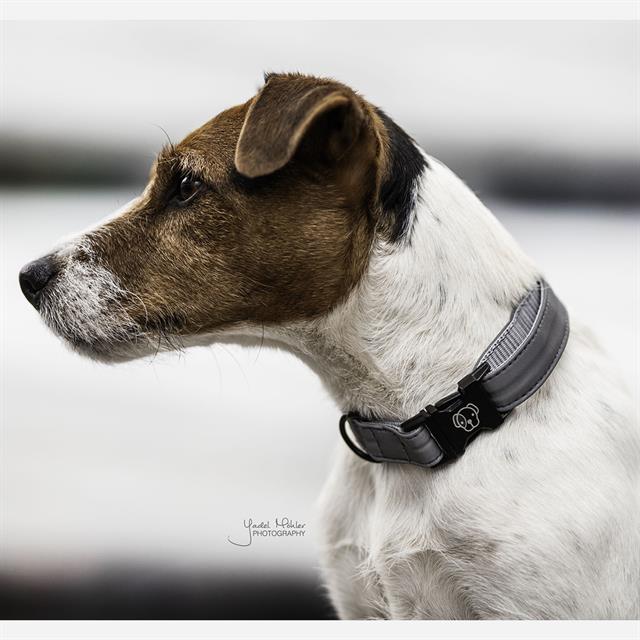 Hundehalsband Reflective Kentucky Grau