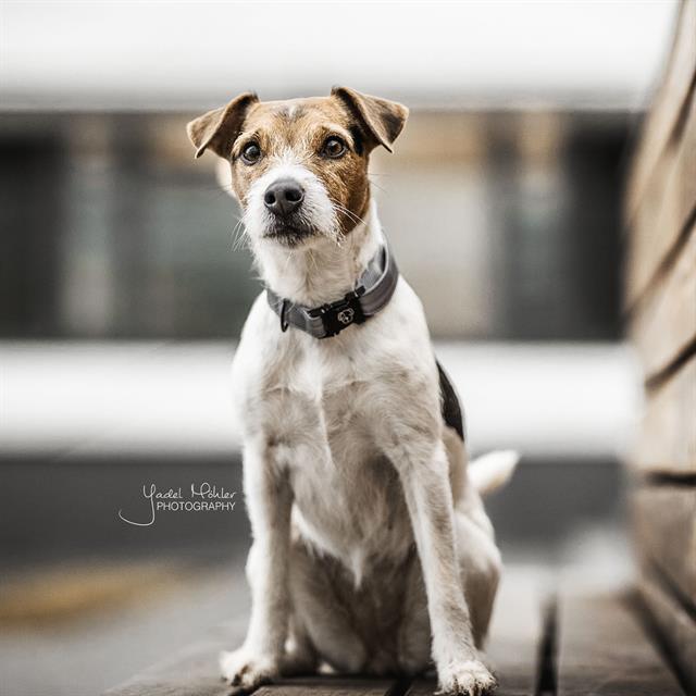 Hundehalsband Reflective Kentucky Grau