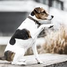 Hundehalsband Samt Leder Kentucky Braun