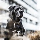 Hundehalsband Samt Leder Kentucky Braun