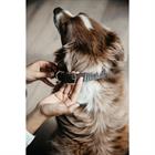 Hundehalsband Triangle Kentucky Braun