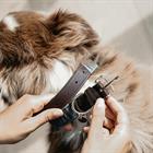 Hundehalsband Triangle Kentucky Braun
