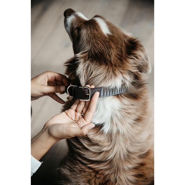 Hundehalsband Triangle Kentucky Braun