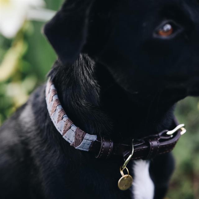Hundehalsband Triangle Kentucky Braun