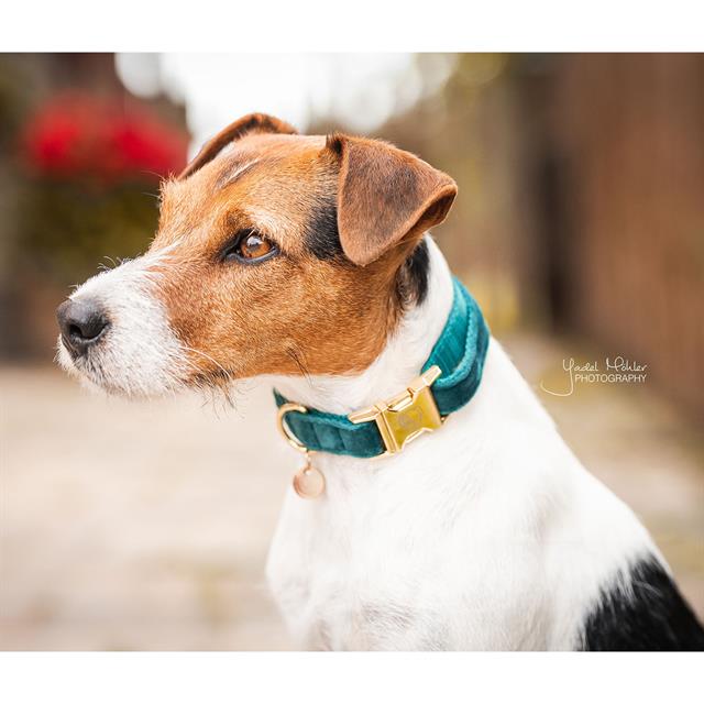 Hundehalsband Velvet Kentucky Dunkelgrün