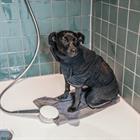 Hundemantel Towel Kentucky Schwarz