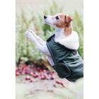 Hundemantel Waterproof Kentucky Grün