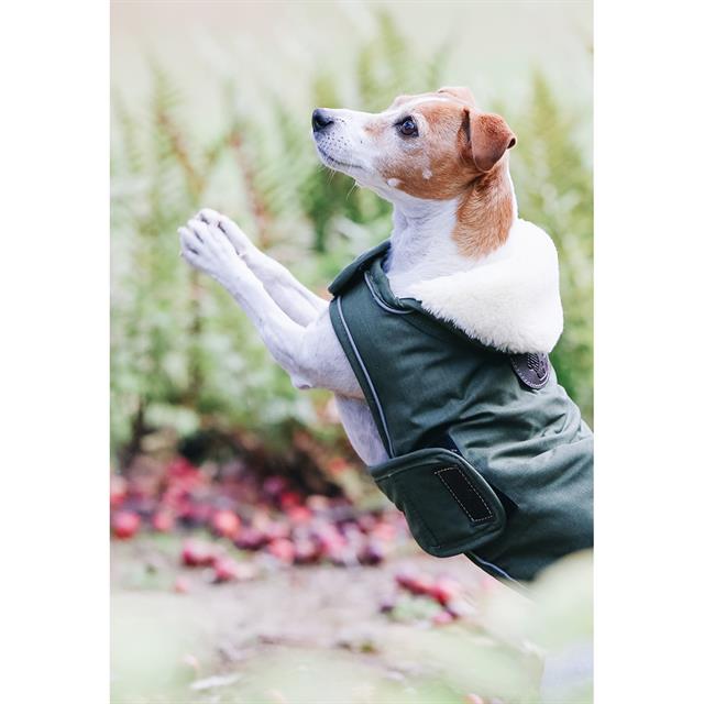 Hundemantel Waterproof Kentucky Grün