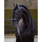 Kandare FayPerform Shine PresTeq Schwarz