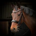 Kandare Weymouth Soft Crystal Harry's Horse Schwarz