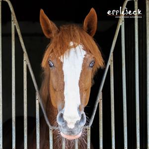 Langeweile im Stall? Nicht mit uns!