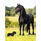 Mini Toy Pony Spike LeMieux Schwarz