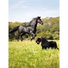 Mini Toy Pony Spike LeMieux Schwarz