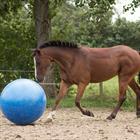 Pferdefußball BR Blau