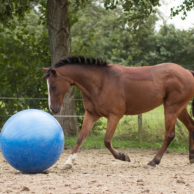 Pferdefußball BR Blau