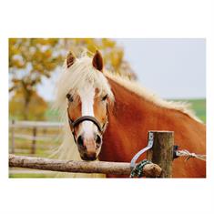 Postkarte Horse Life