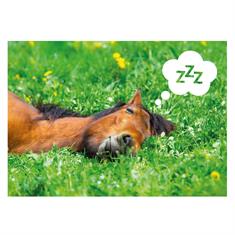 Postkarte Pony Schlafen