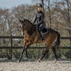 Reitleggings Perfection Equestrian Pro Vollbesatz Silikon Horka Schwarz