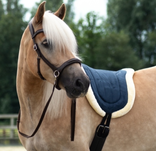 Row 1 Banner 1 Free Horse
