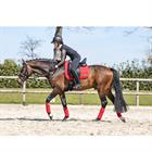 Schabracke Anatomic Tech Anky Rot