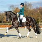 Schabracke HGKemble Dressur HORSEGEAR Weiß-Grün