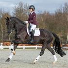 Schabracke HGKemble Dressur HORSEGEAR Weiß-Rot