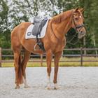 Schabracke Nummer Dressur QHP Weiß