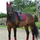 Schabracke Prime Dressage WeatherBeeta Dunkelrot