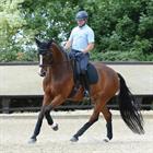 Schabracke Prime Dressage WeatherBeeta Schwarz