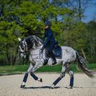 Schabracke Royal Classic Equestrian Stockholm Dunkelblau