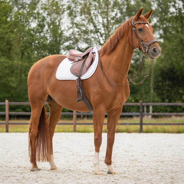 Schabracke Sparkle Vielseitigkeit QHP Weiß