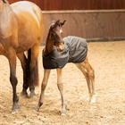 Stalldecke Fohlen 100 g Harry's Horse Schwarz