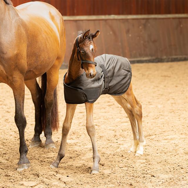 Stalldecke Fohlen 100 g Harry's Horse Schwarz