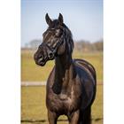 Trainings-Trense HGWellington HORSEGEAR Schwarz