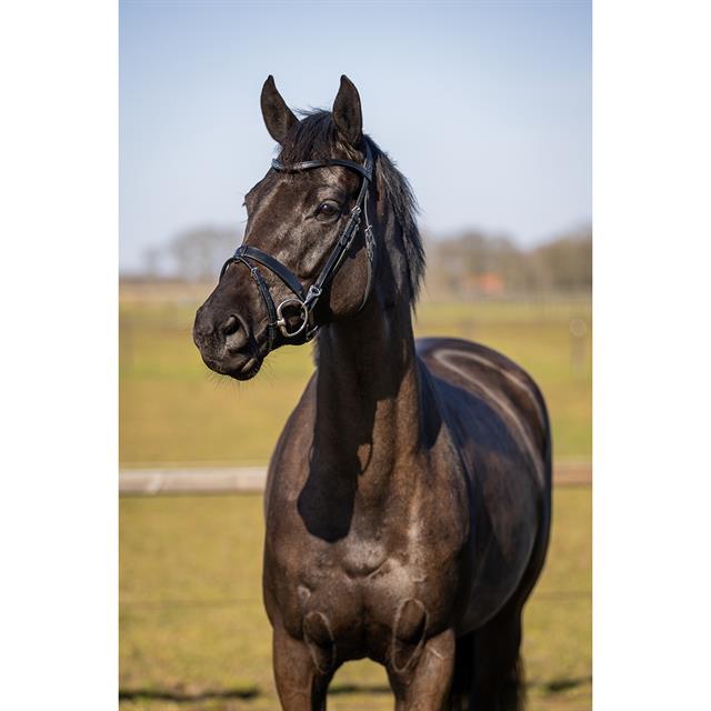 Trainings-Trense HGWellington HORSEGEAR Schwarz