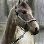 Transporthalfter La Cense by Dy'on Schwarz