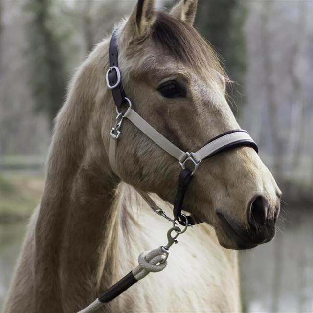 Transporthalfter La Cense by Dy'on Schwarz