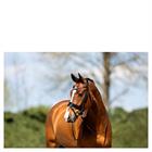 Trense ATH20005 Anky Schwarz