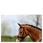 Trense ATH20005 Anky Schwarz