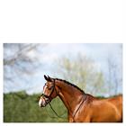 Trense ATH20005 Anky Schwarz