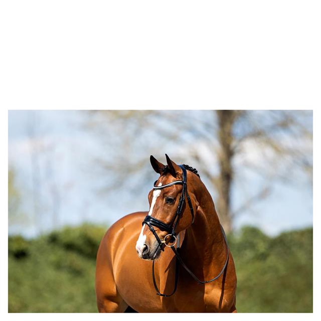 Trense ATH20005 Anky Schwarz