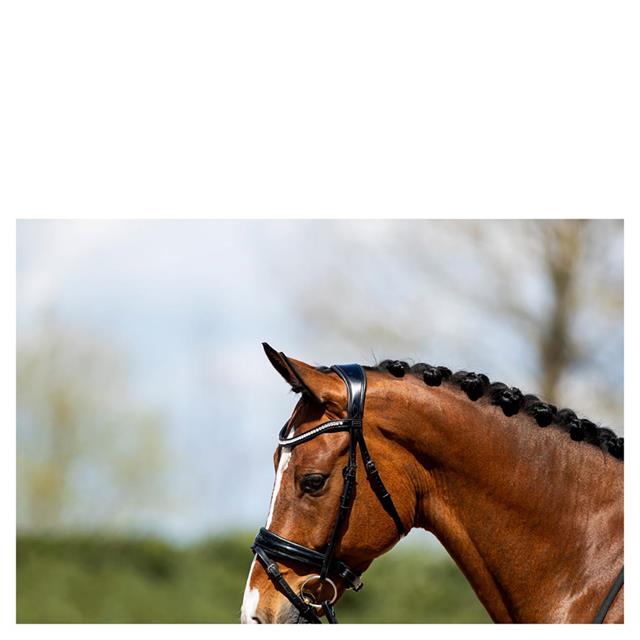 Trense ATH20005 Anky Schwarz