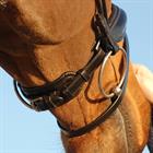 Trense Dressage Rundgenäht Medium Matt Dy'on Schwarz