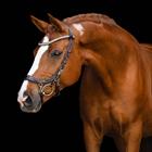 Trense FaySport Shine PresTeq Braun